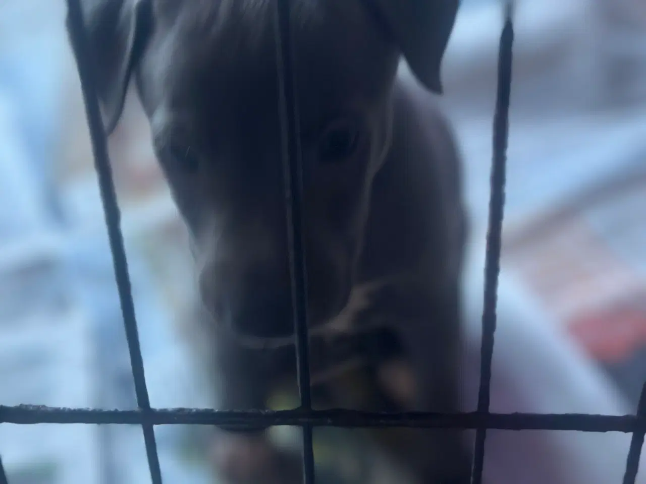 Billede 3 - Italiensk mynd/ whippet 