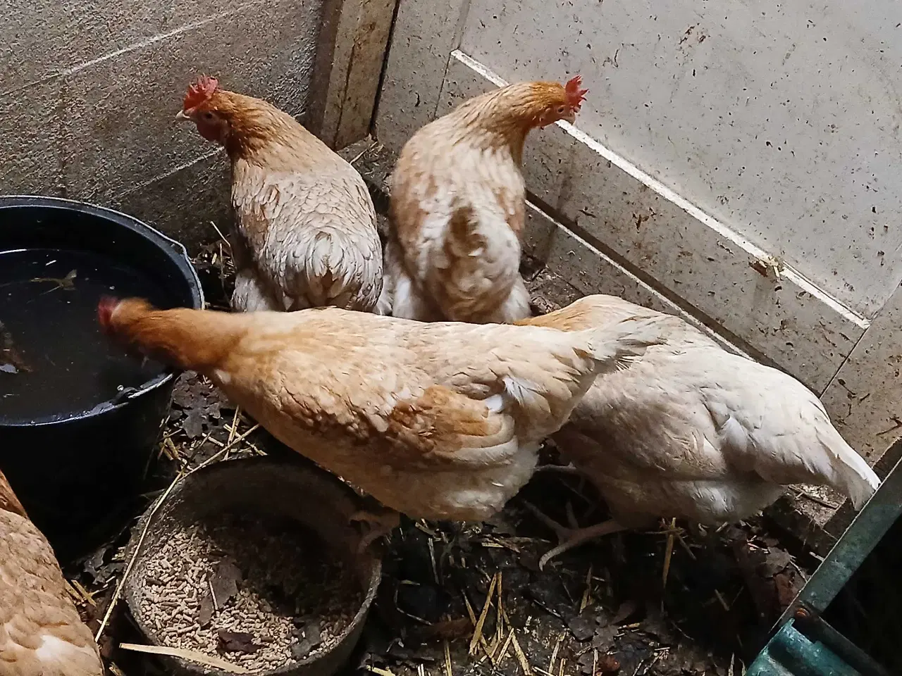 Billede 3 -  hønekylling er lige startet med æglægning.  75 kr