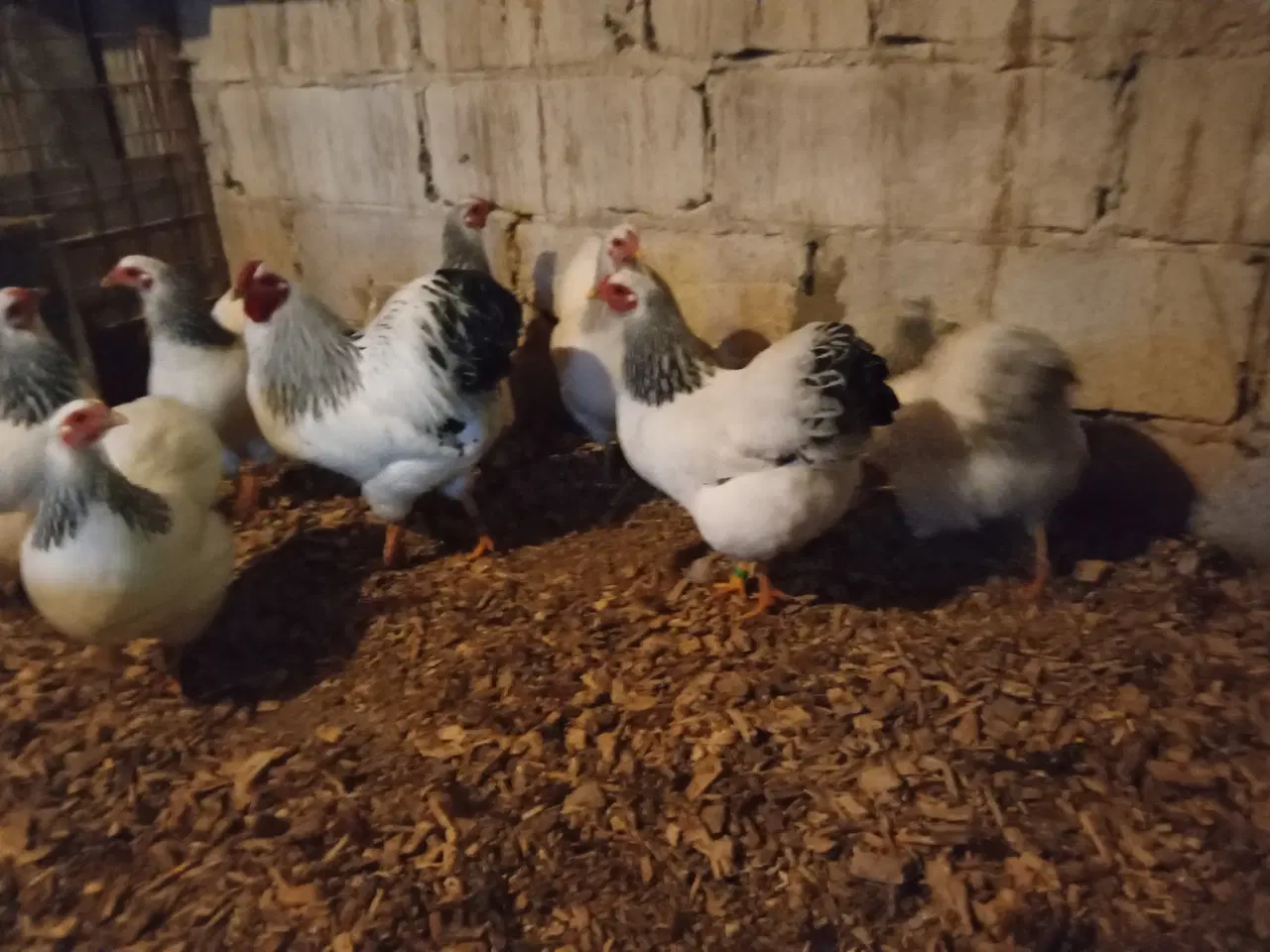 Billede 2 - Dværghøns