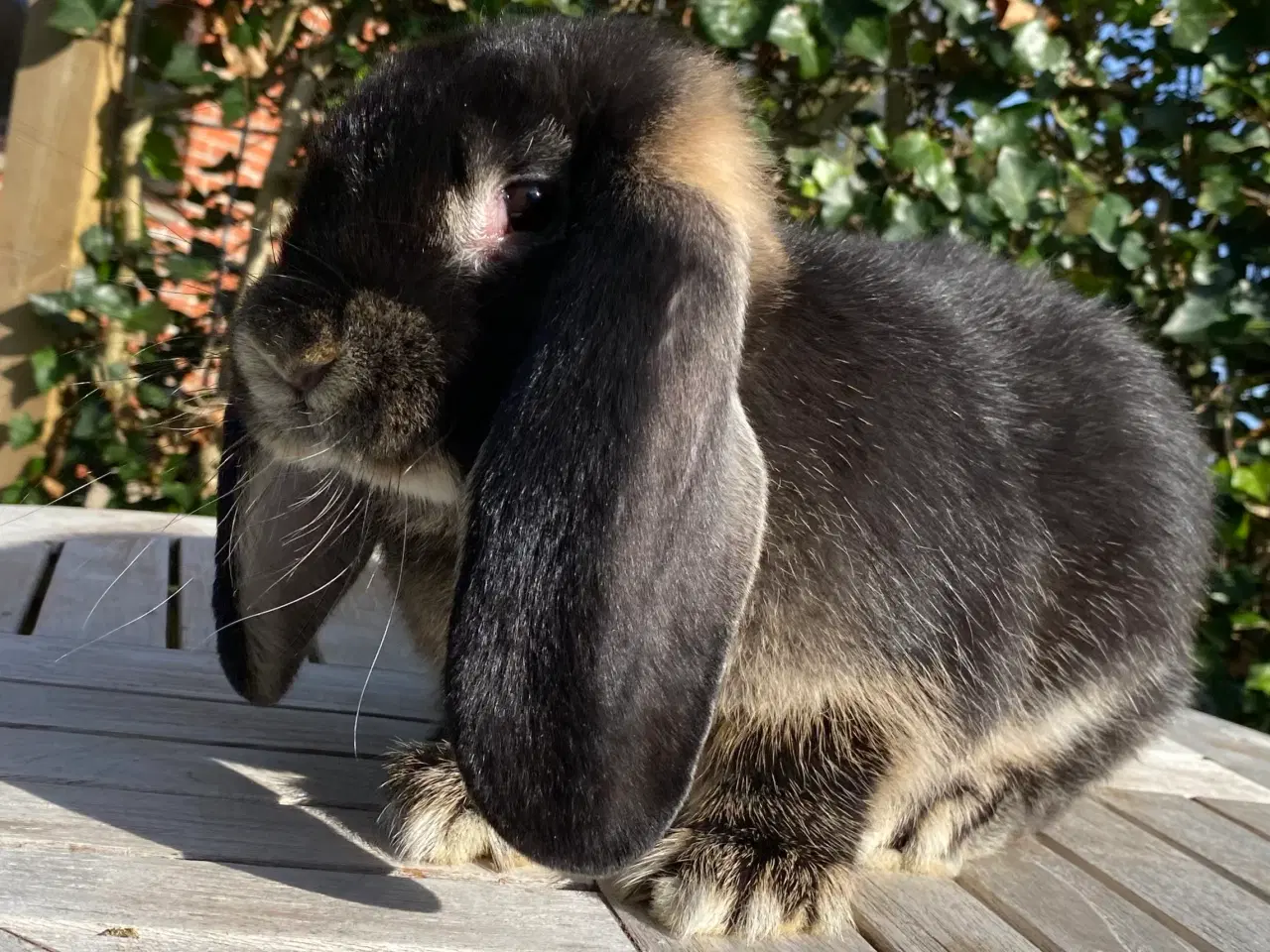 Billede 3 - FRANSK VÆDDER HUN SORT OTTER