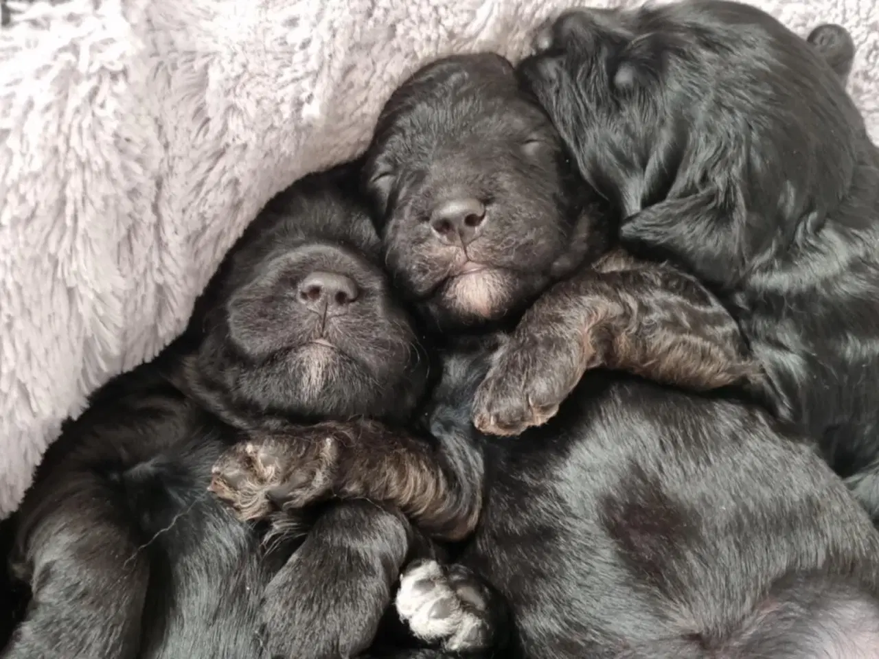 Billede 7 - Skønne Cavapoo-hvalpe – 4 piger og 2 drenge – k