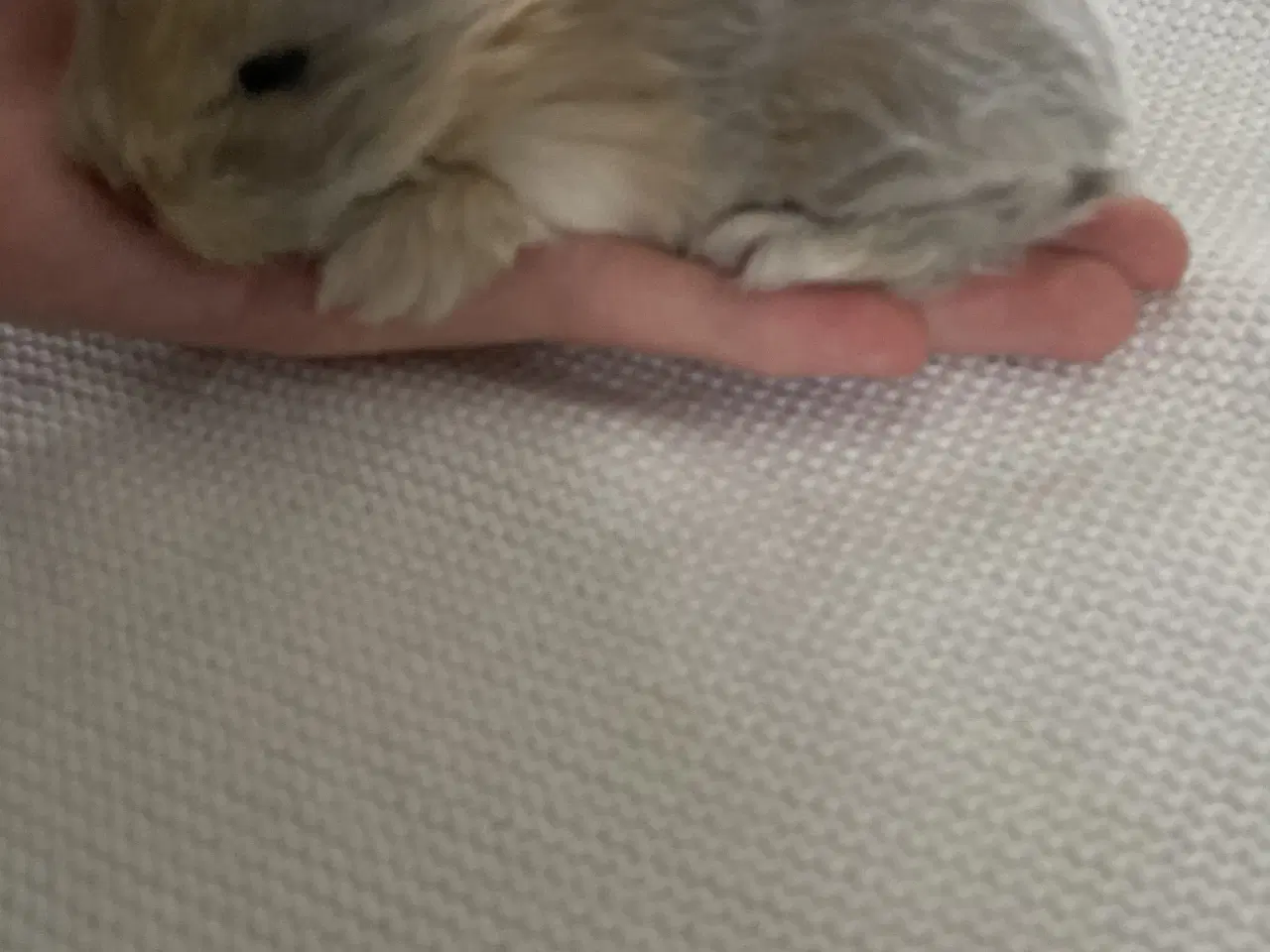 Billede 3 - Søde små minilop kaninunger🐰