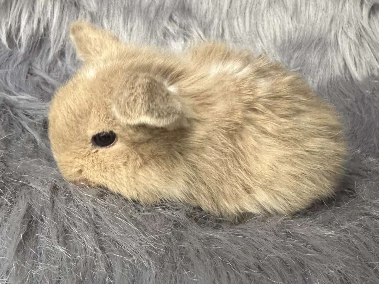 Billede 5 - Ægte minilop kanin unge 