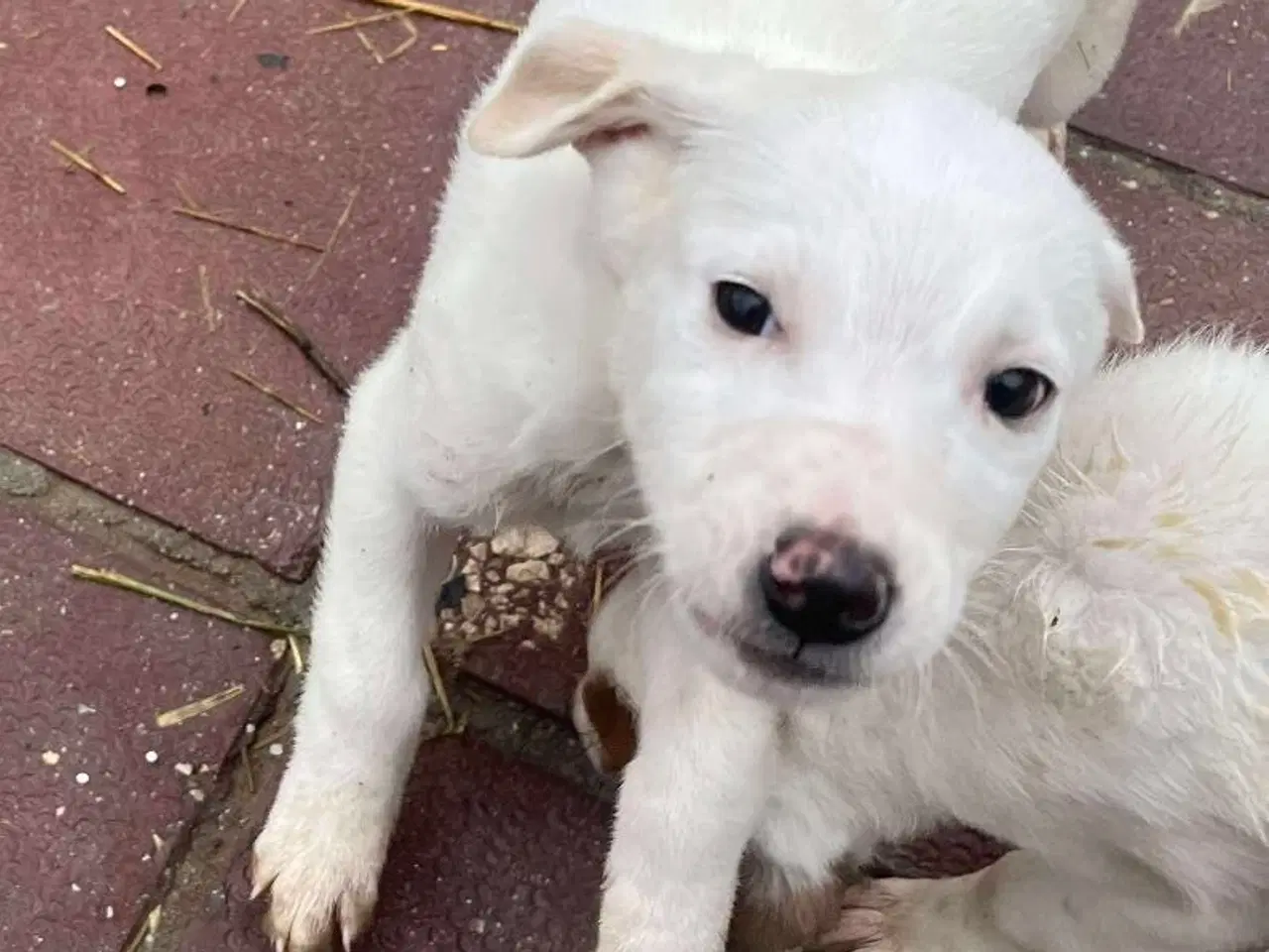 Billede 4 - Sødeste Creamy søger familie 