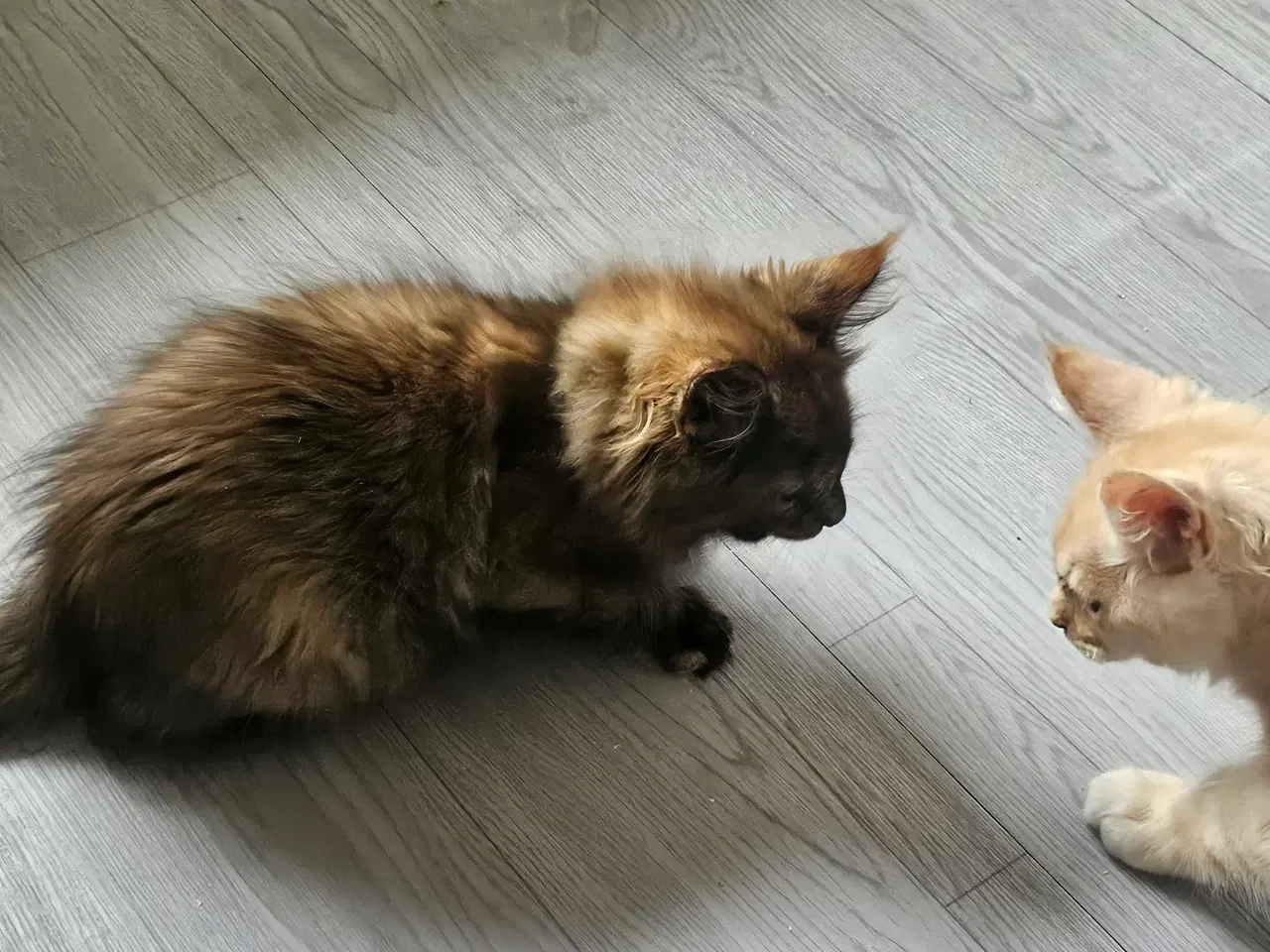 Billede 3 - Maine coon killinger uden stamtavle 