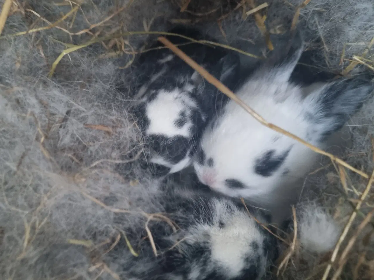 Billede 1 - Kanin unger juleklar