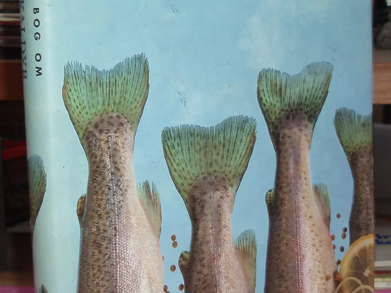 Billede 1 - Den store bog om Fisk og Skaldyr