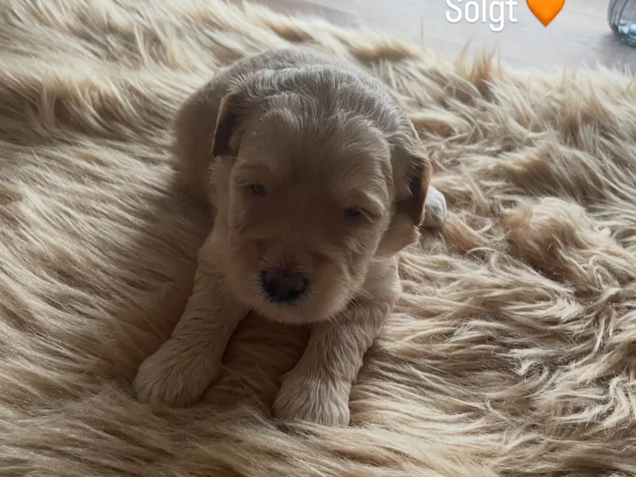 Billede 4 - Goldendoodle hvalpe 
