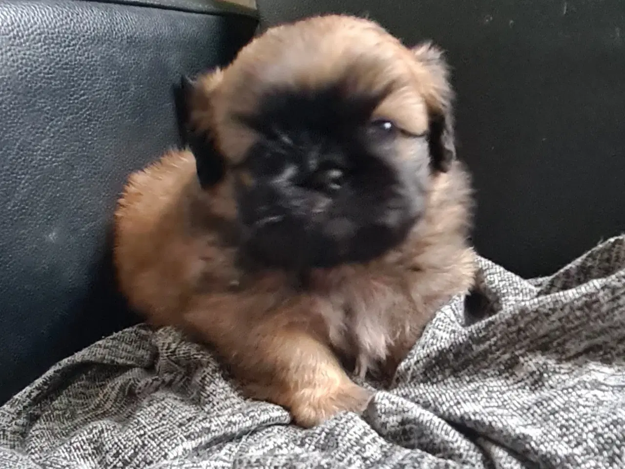 Billede 17 - Pekingeser piger