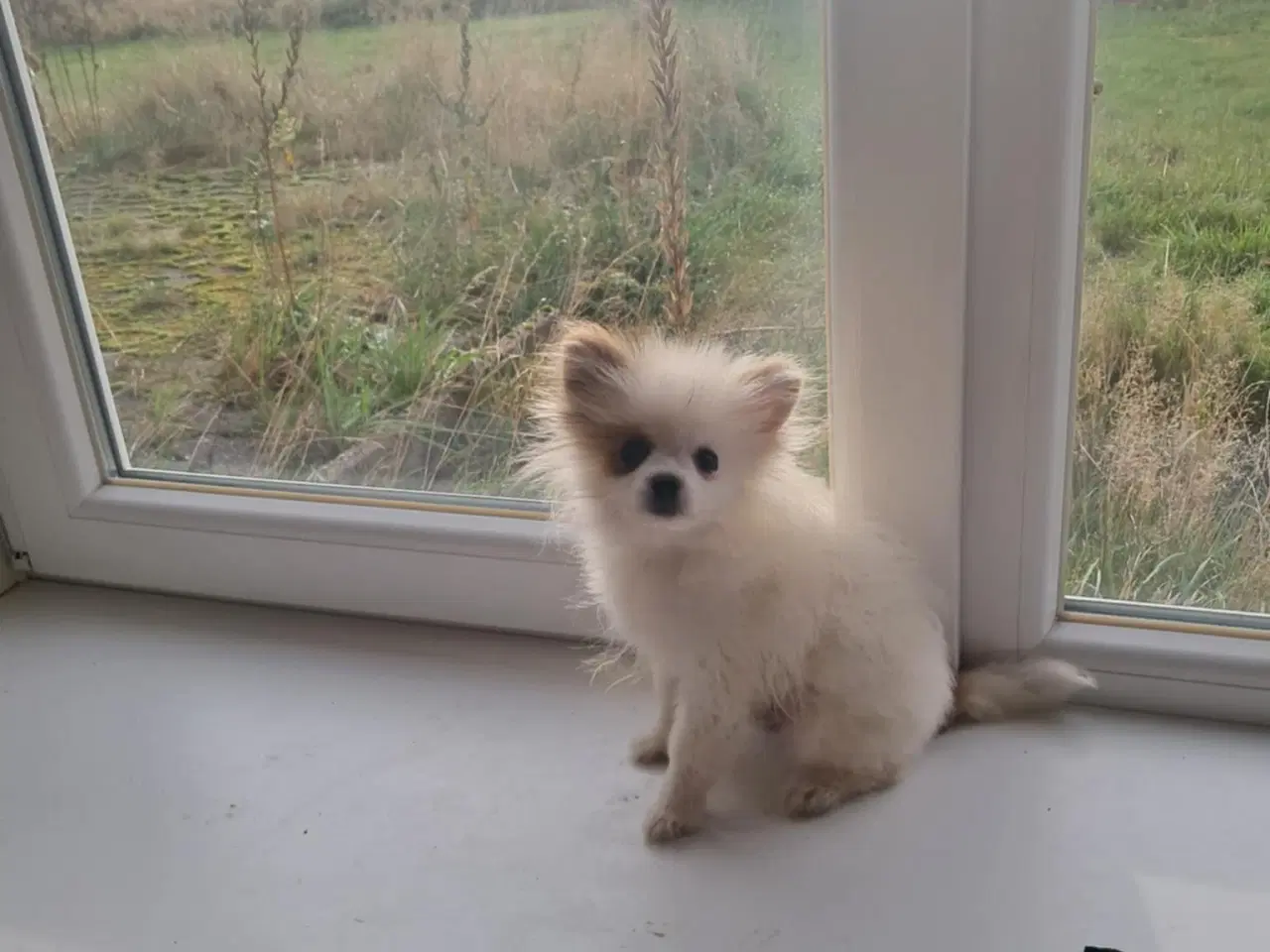 Billede 3 - Pommeranian hvalp 1 dreng til bage m stambog