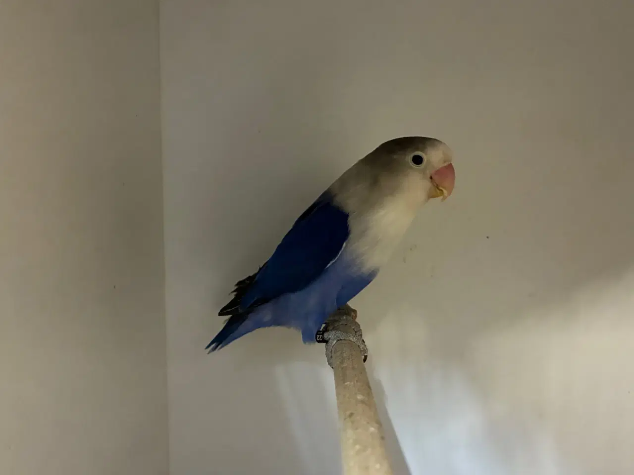 Billede 2 - Rødhovedet Dværgpapegøje