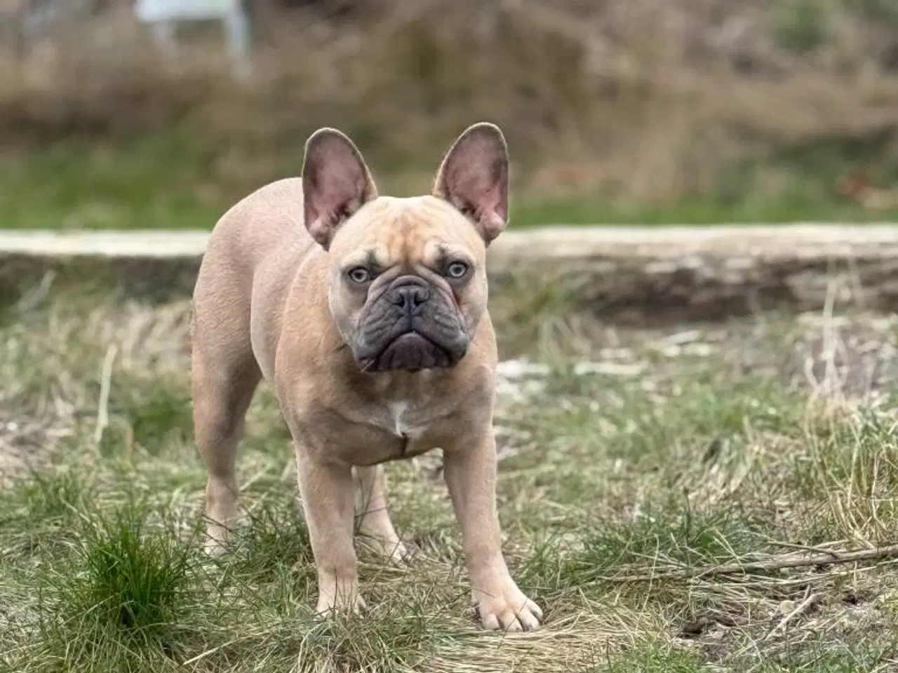 Billede 1 - Fransk bulldog 
