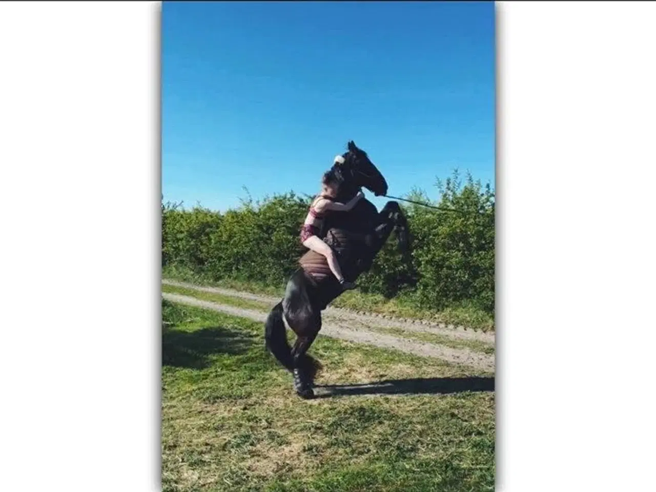 Billede 2 - Sælger denne søde vallak 