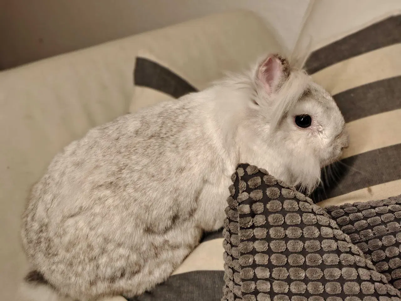 Billede 3 - Silver er Kastreret og 2 år 🐰