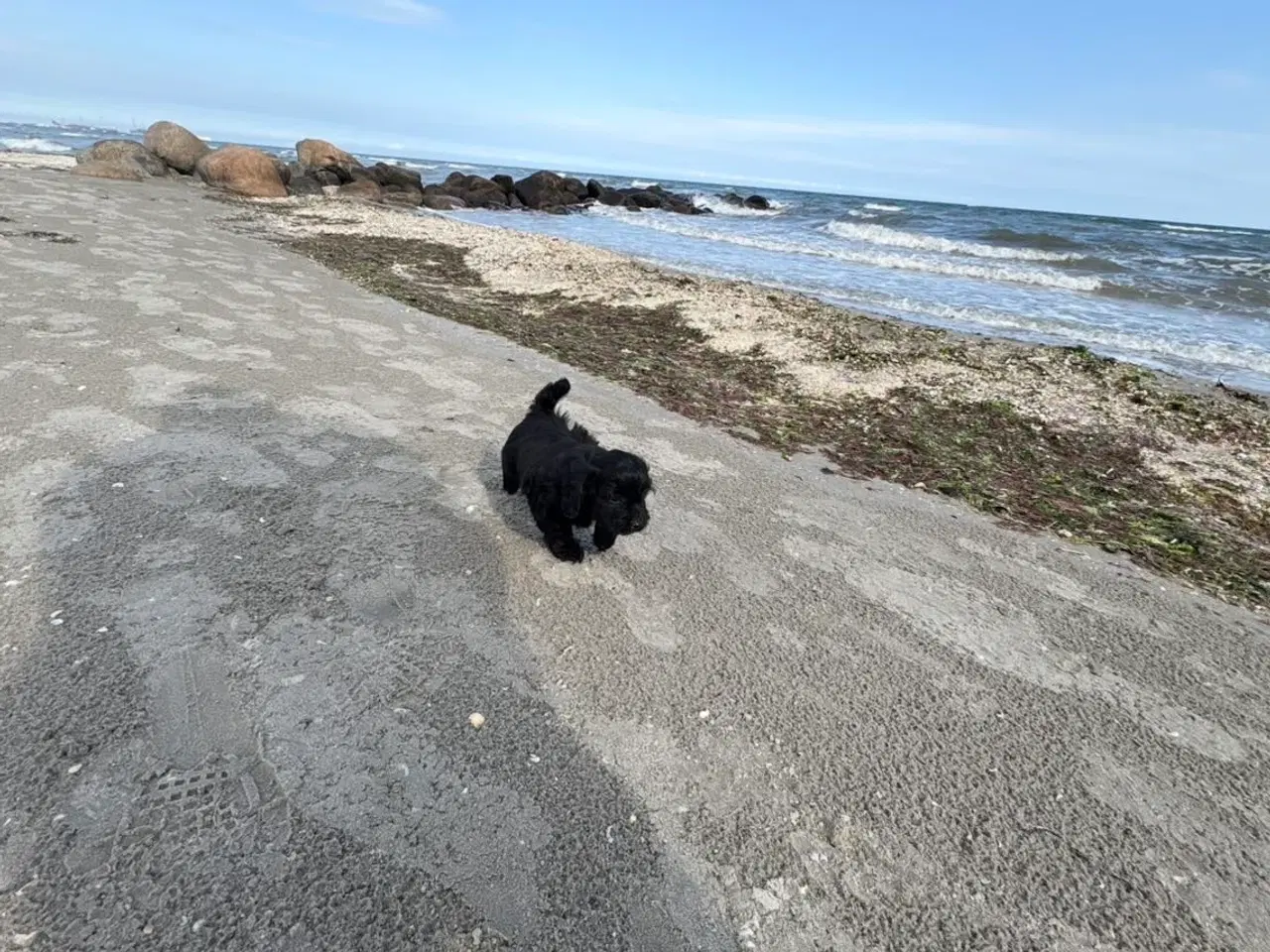 Billede 10 - 2 Dejlige Maltipoo drenge