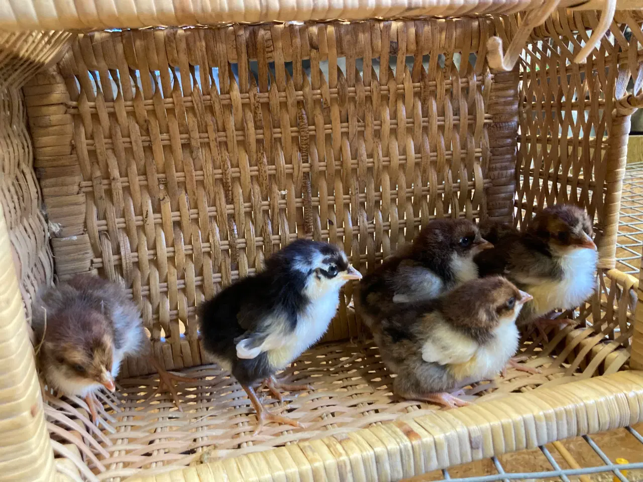 Billede 8 - Kyllinger fra race høns