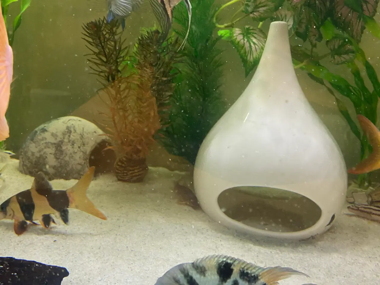 Billede 4 - Søger denne fisk