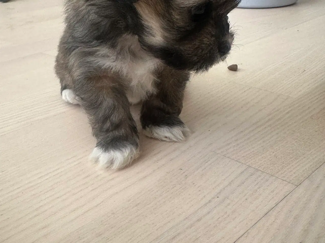Billede 4 - Charlie - Lhasa apso