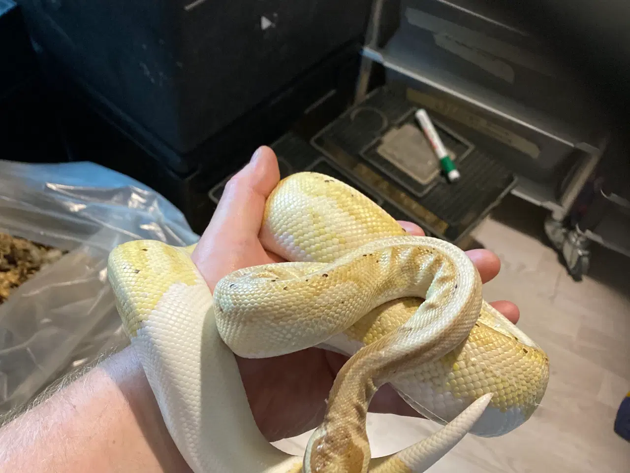 Billede 1 - 1.0 Pied Banana 