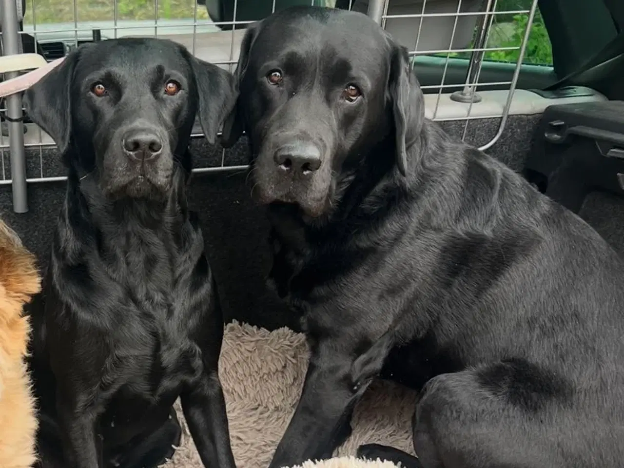 Billede 3 - Sorte labradorhvalpe med stamtavle og jagtlinjer