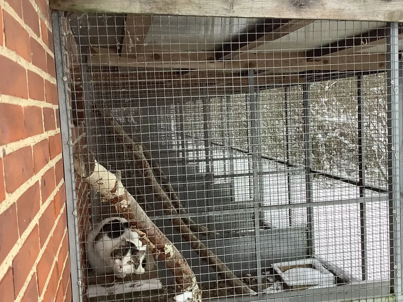 Billede 6 - Burer til kattepension sælges