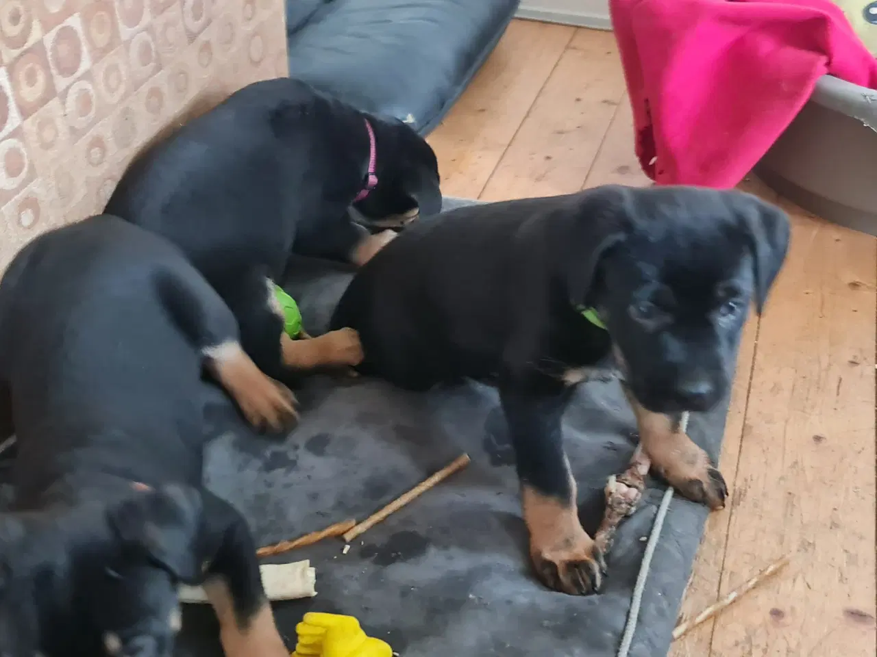 Billede 3 - Rottweiler/Schæfer Hvalpe sælges