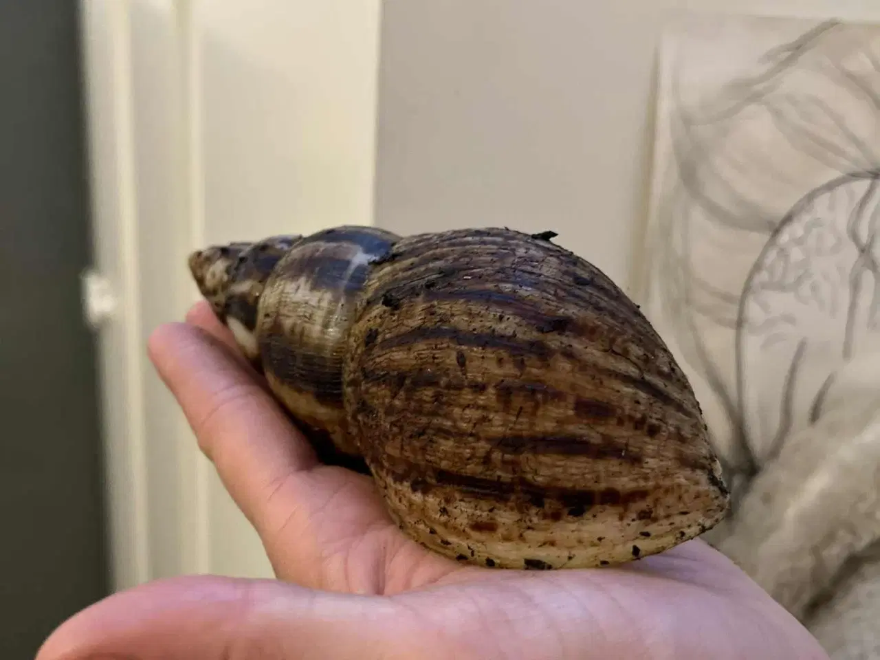 Billede 3 - Congosnegle 