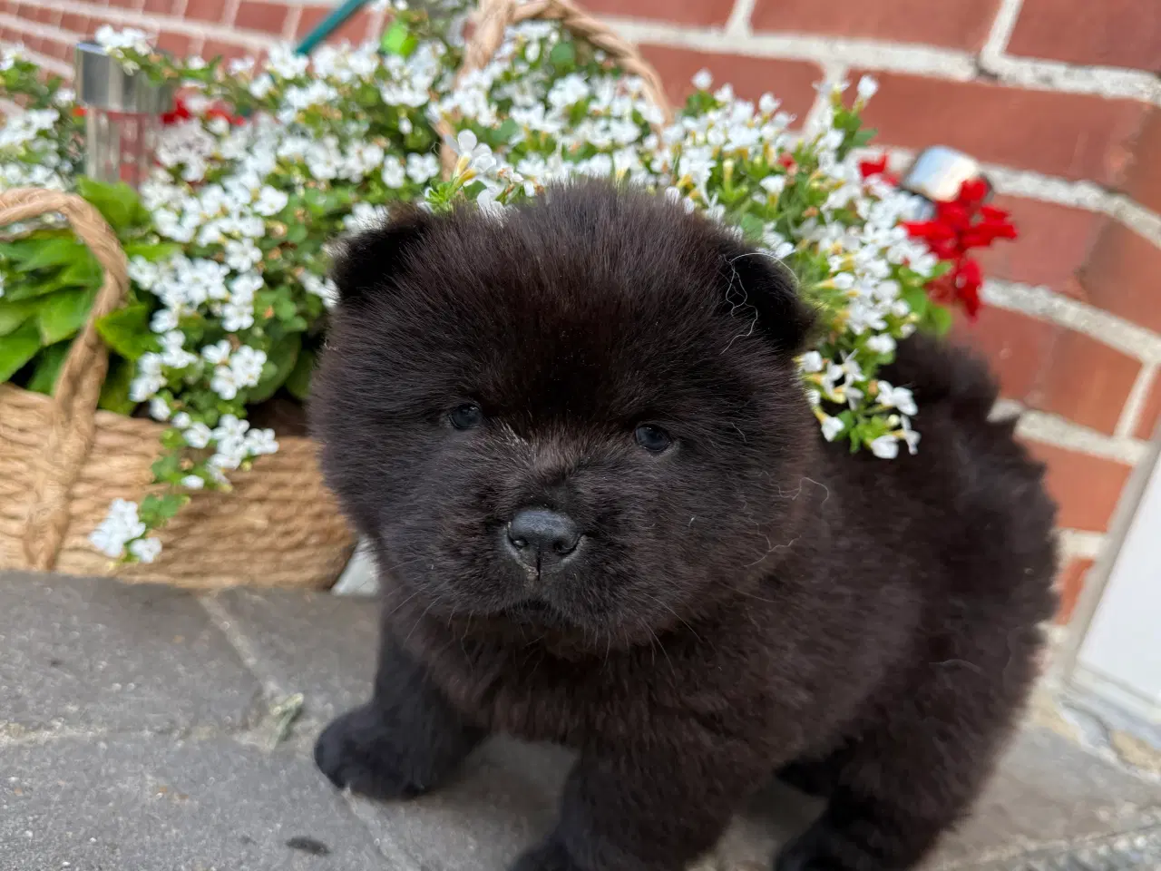 Billede 18 - Chow Chow hvalpe