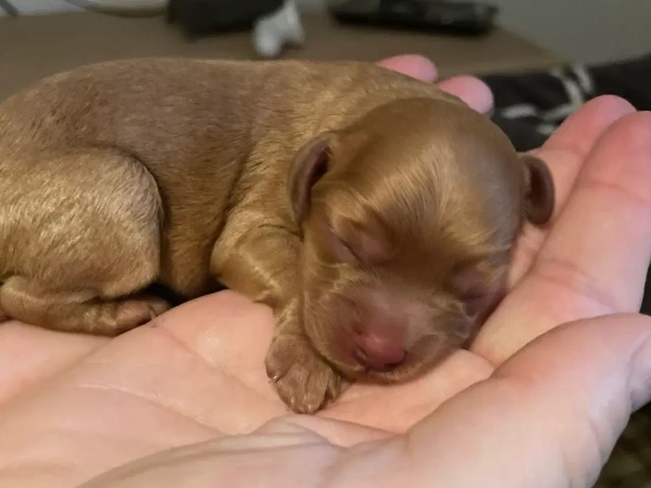 Billede 1 - Tre lysebrune Cavapoo-hanner 