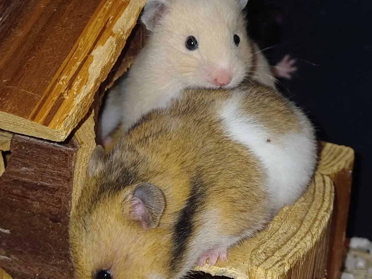 Billede 16 - Guldhamster unger