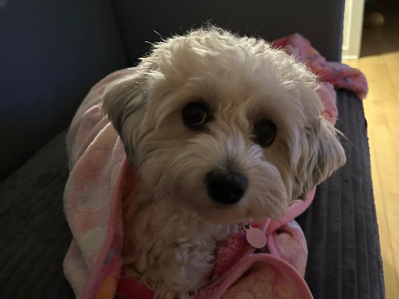 Billede 2 - Havapoo hvalpe 