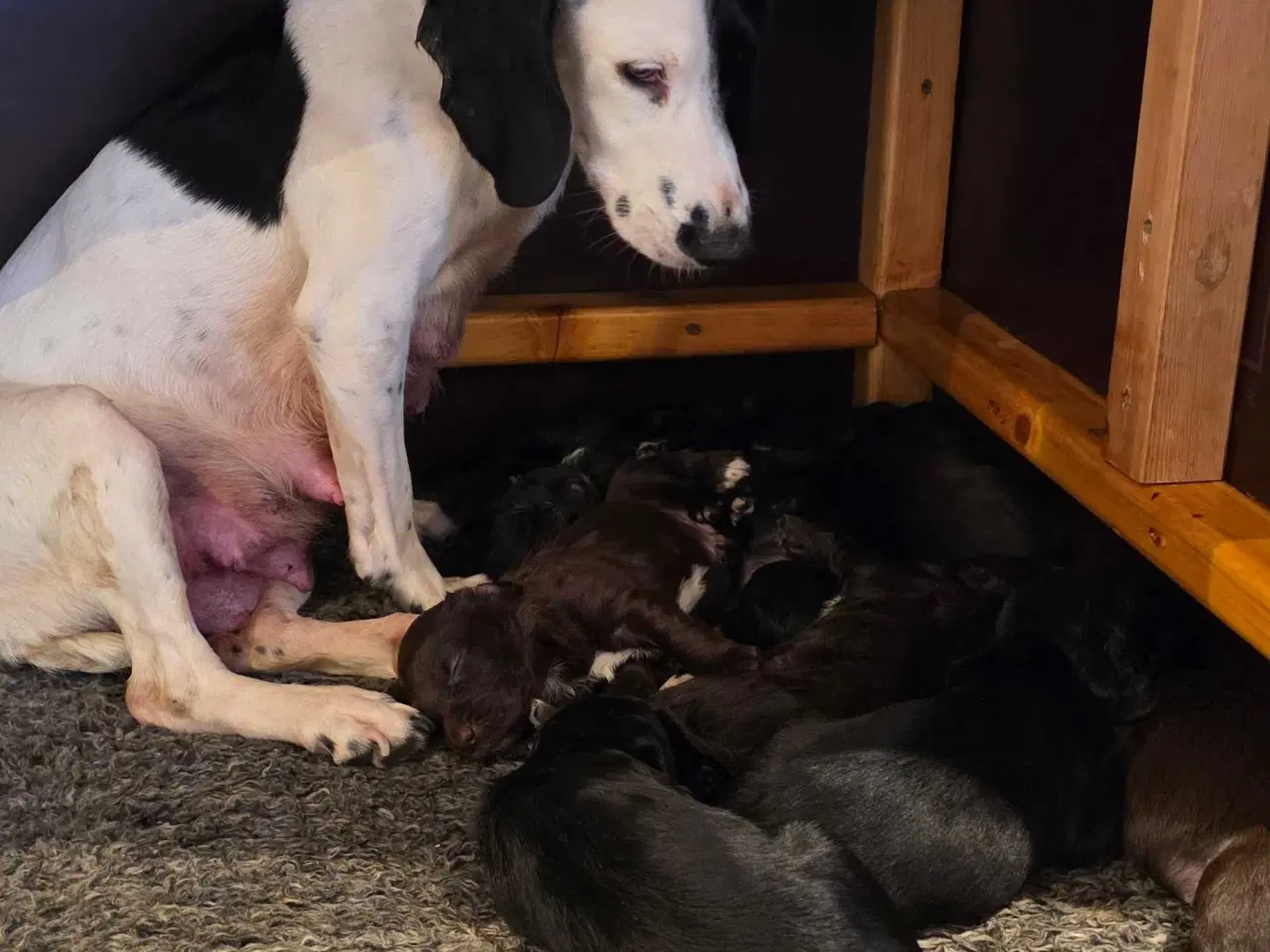 Billede 9 - FT Cocker Hvalpe.