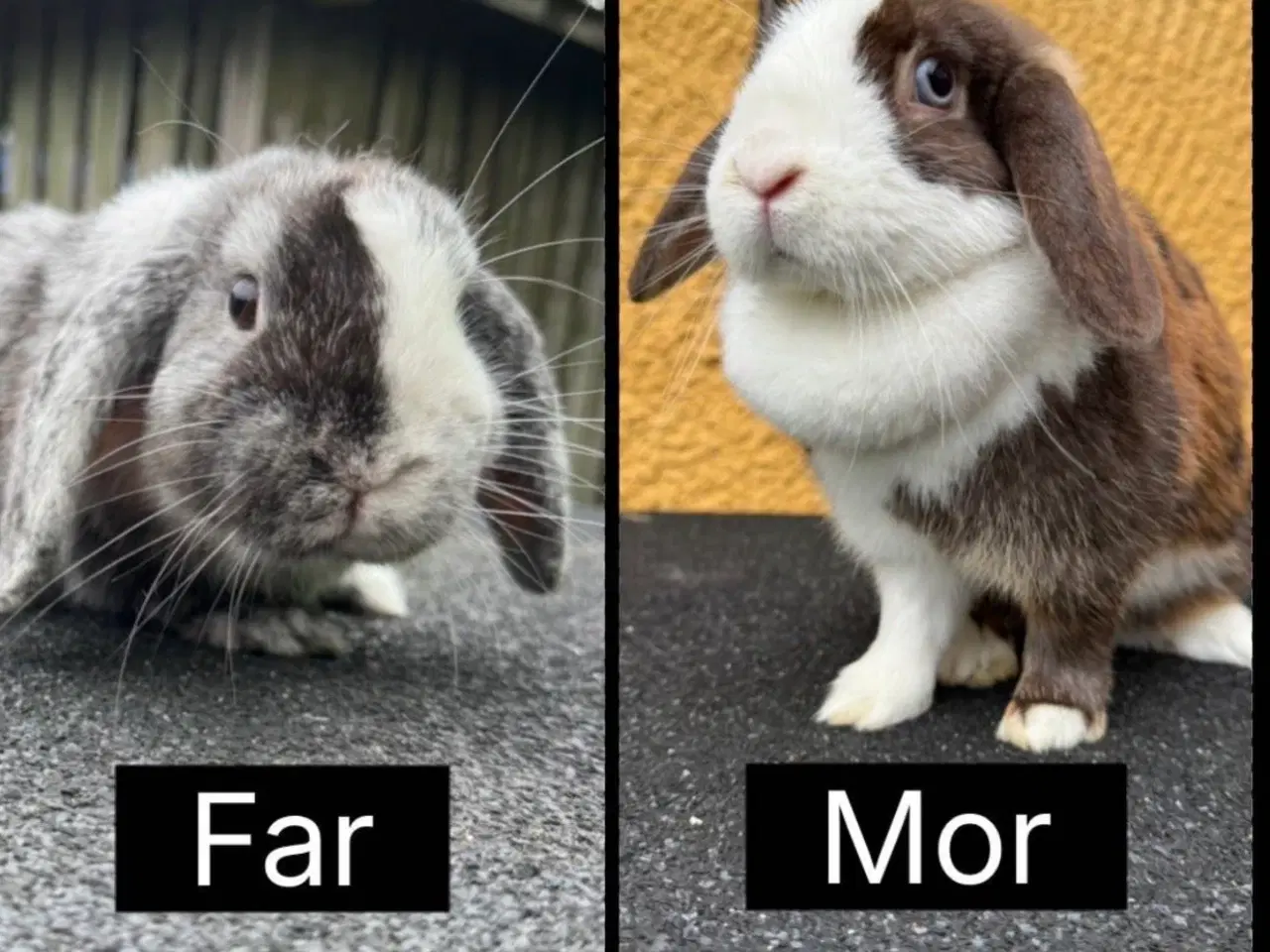 Billede 16 - Han Dværgvædder unge sælges