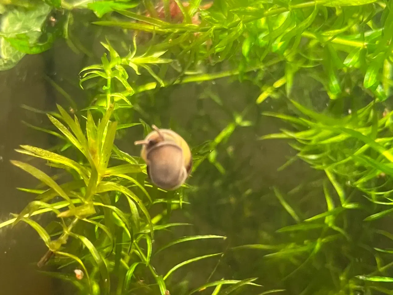Billede 3 - Stor Sumpsnegl
