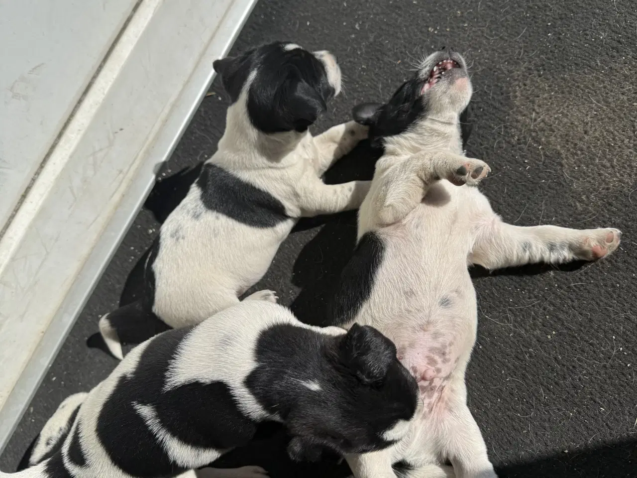 Billede 6 - Dansk svensk/jack Russel blandinger 