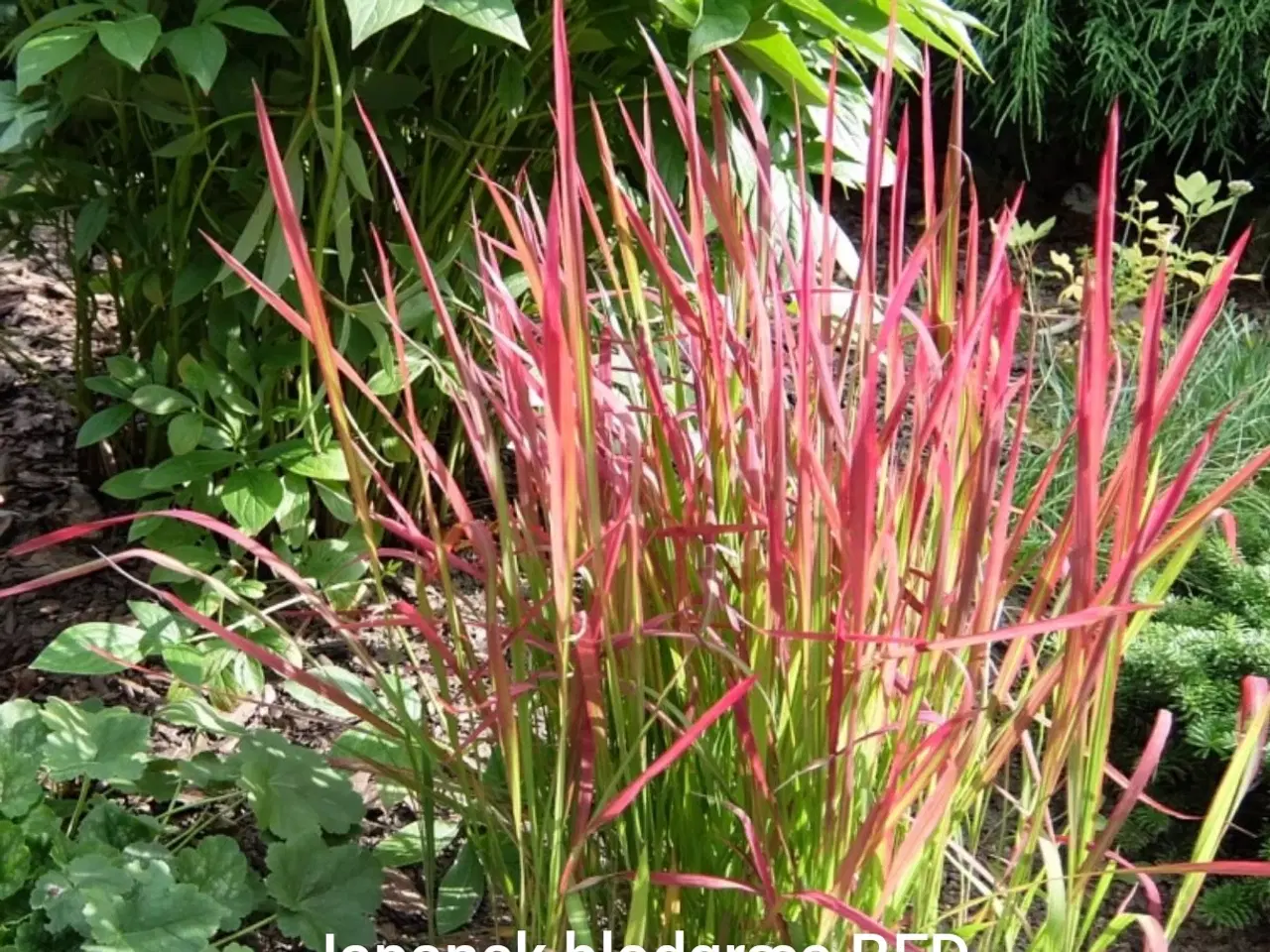 Billede 1 - Red Baron prydgræs planter 