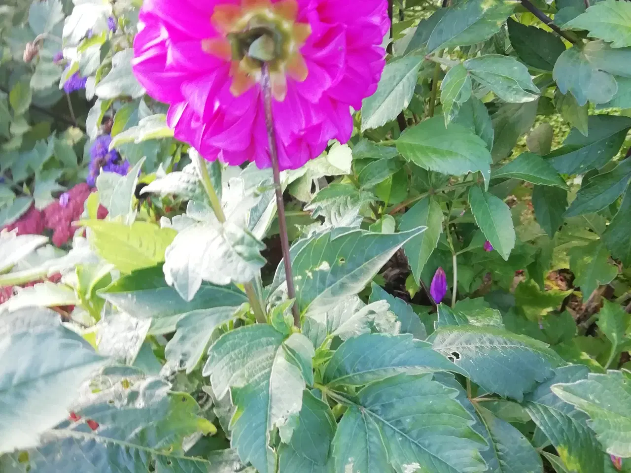 Billede 2 - Georgine Dahlia i blok med mange knolde.