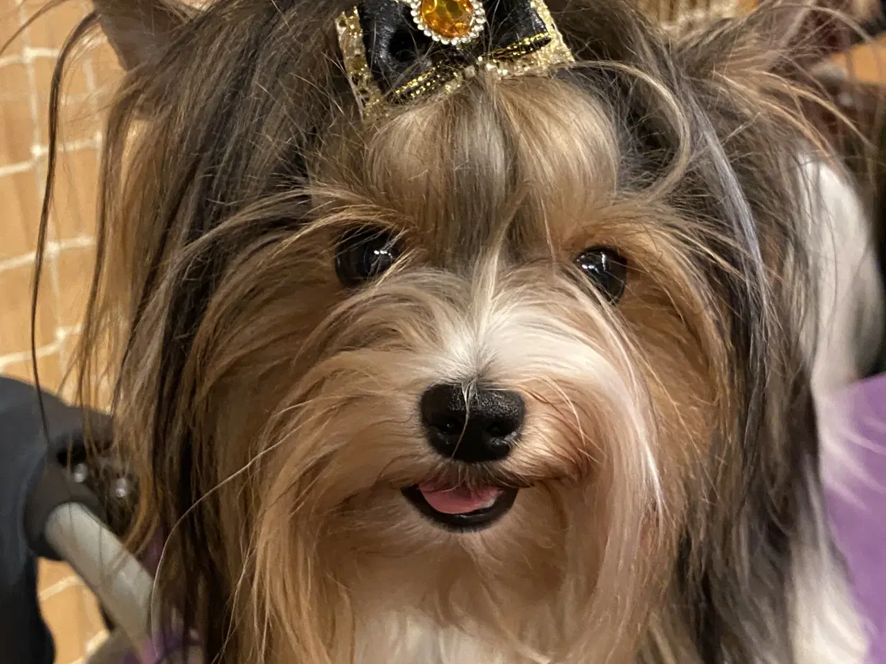 Billede 8 - Biewer til kærligt hjem - gerne pensionister