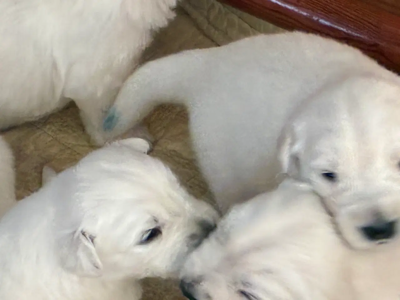 Billede 4 - Golden Shephard hvalpe venteliste