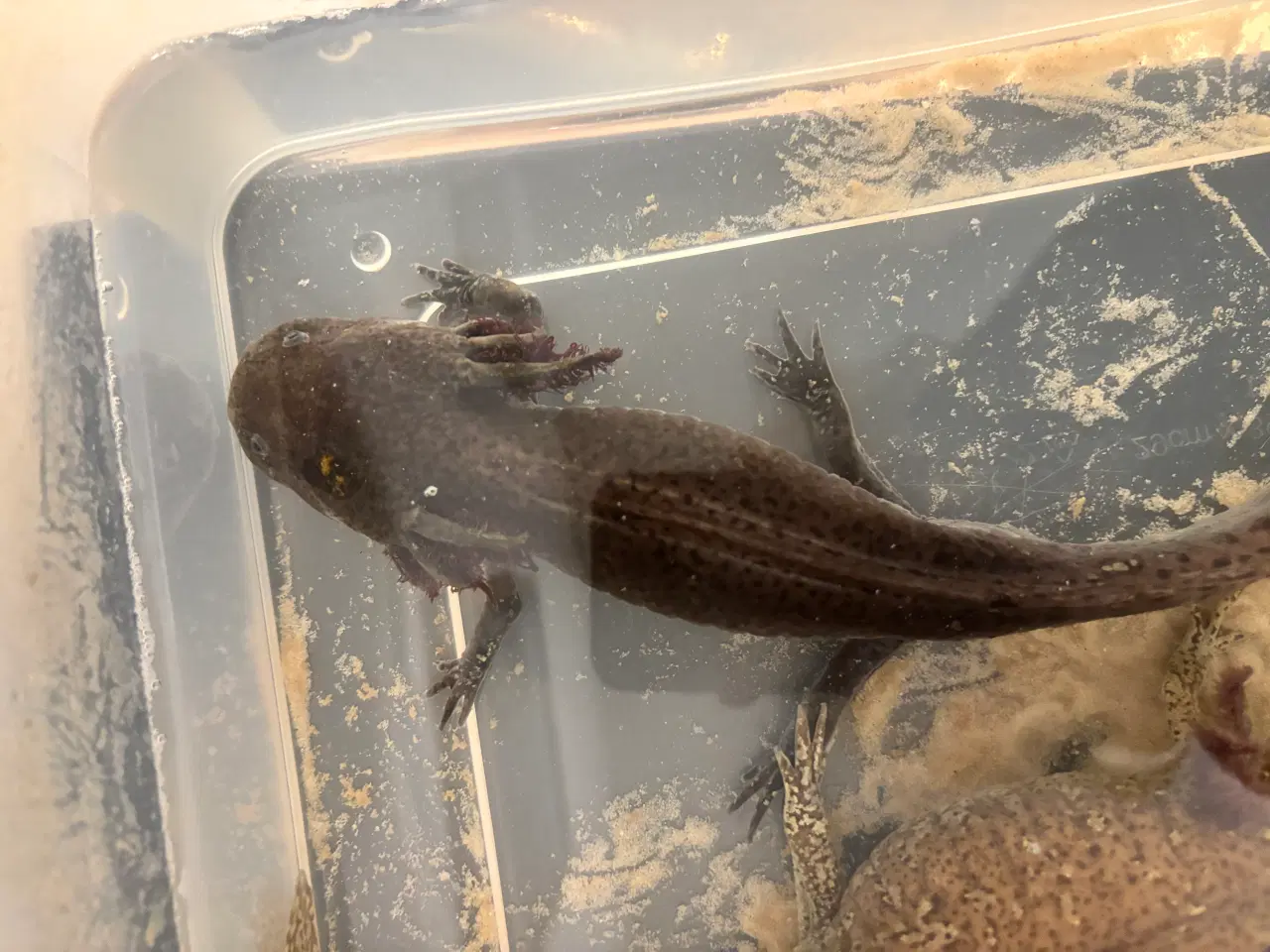 Billede 2 - Han axolotl 