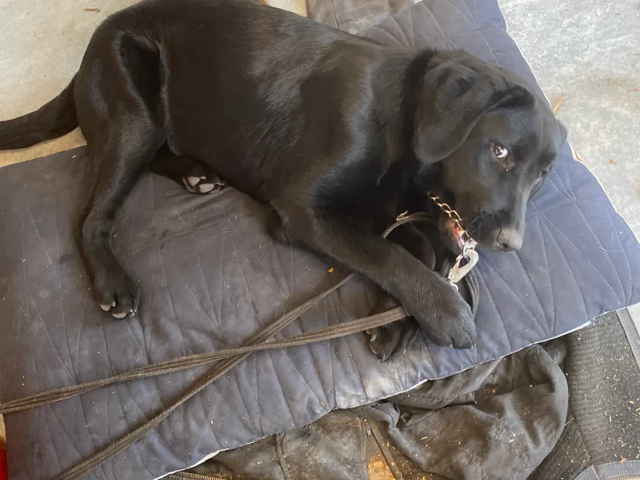 Billede 2 - Jeg søger ny hjem