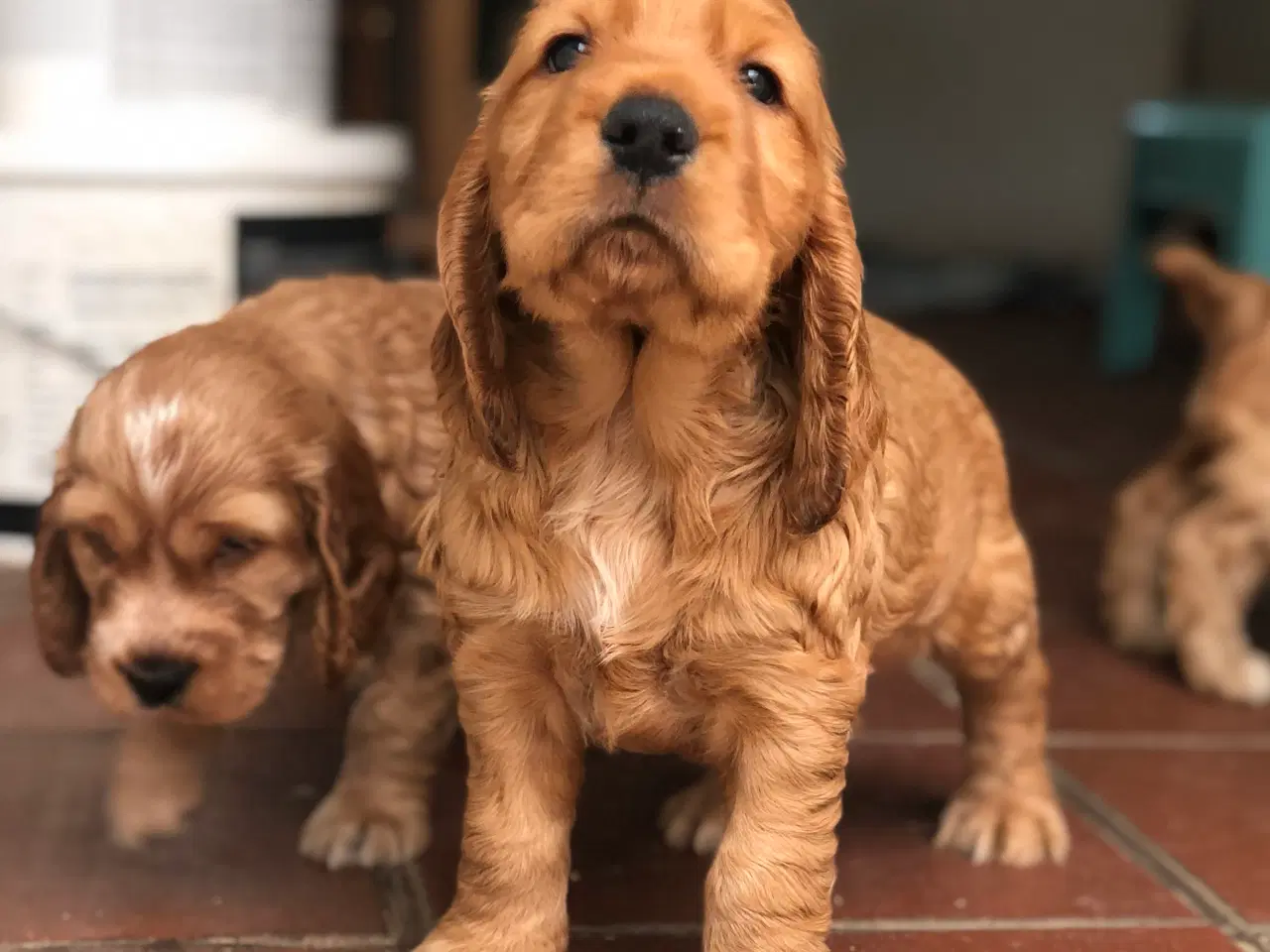 Billede 1 - Engelsk Cocker spaniel