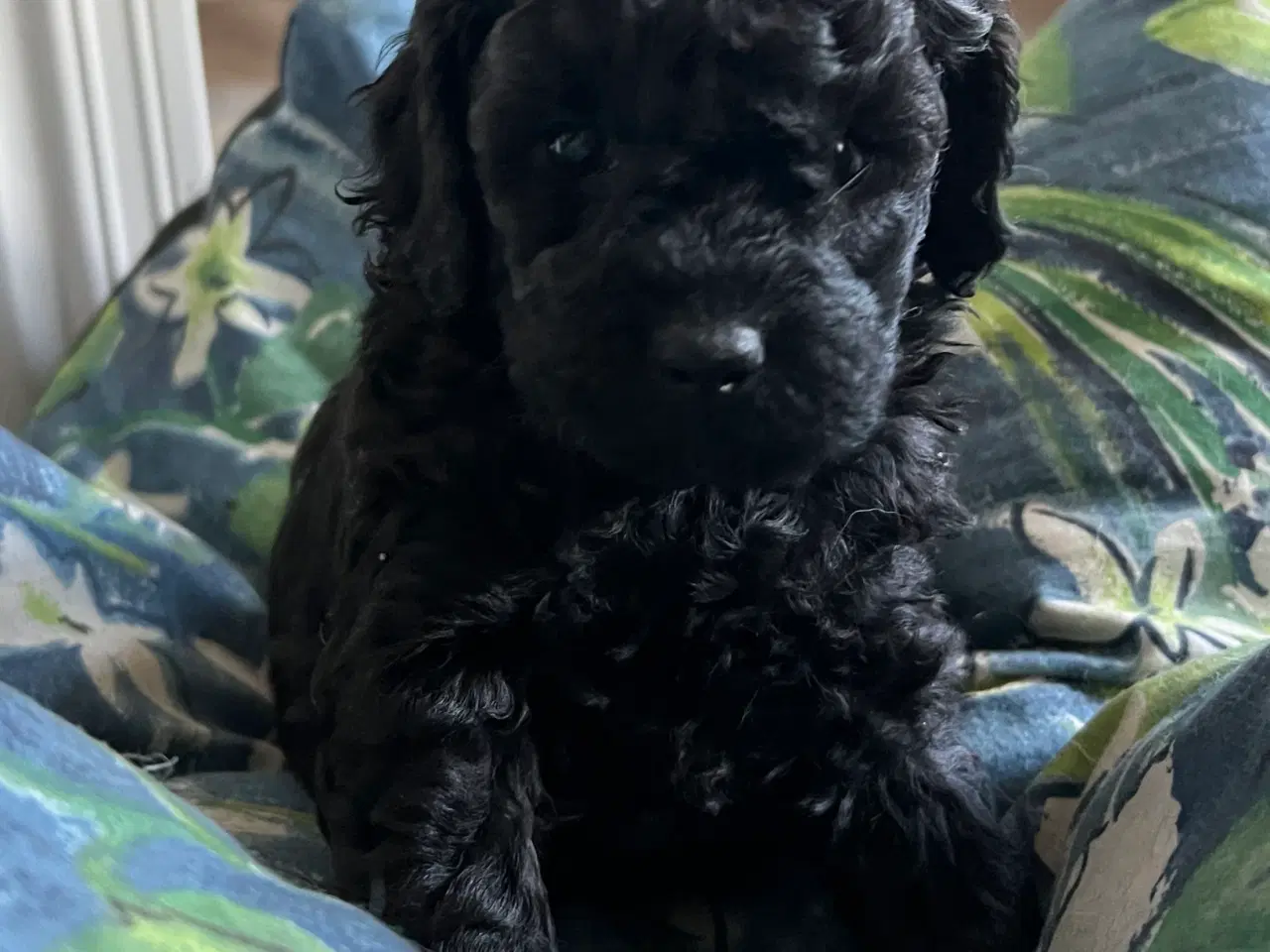 Billede 3 - Cavapoo hvalpe