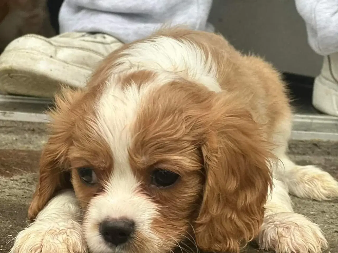 Billede 3 - Cavalier king charles spaniel