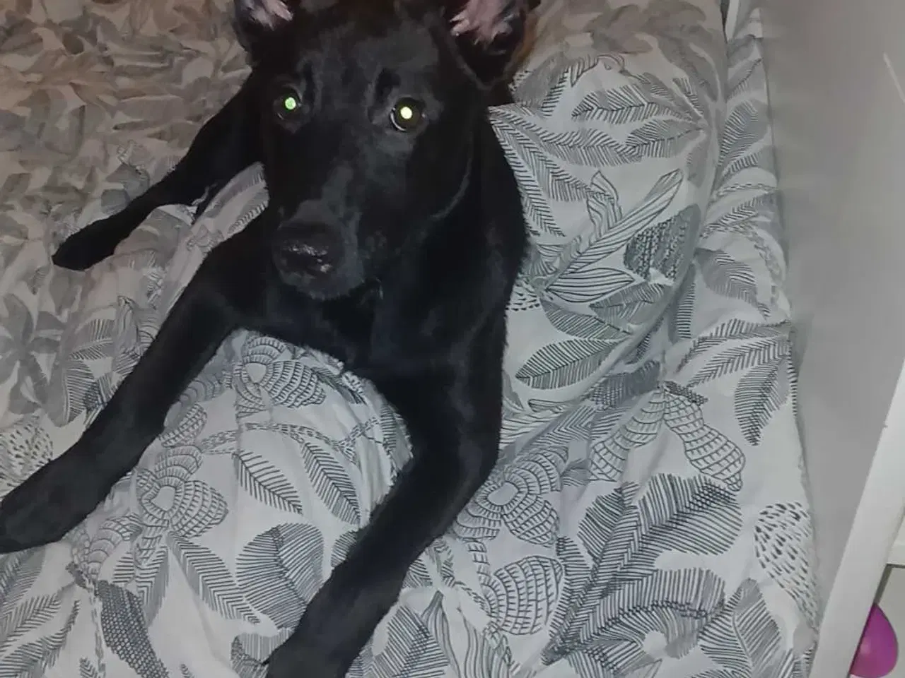 Billede 9 - Klar til at flytte hjemmefra 🐕 