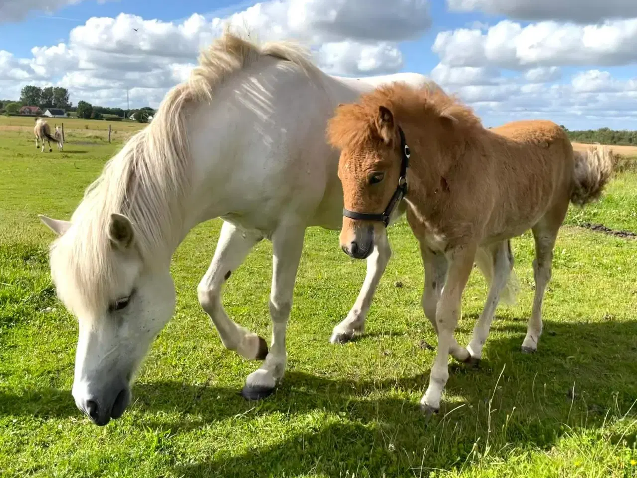 Billede 10 - Smuk islændervallak