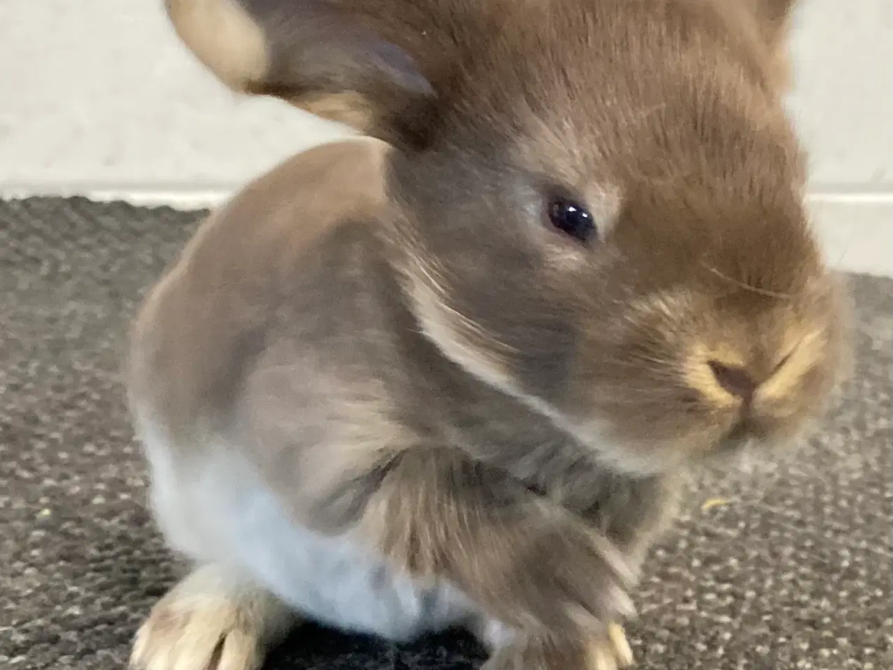 Billede 4 - FRANSK VÆDDER HUN HAVANA OTTER