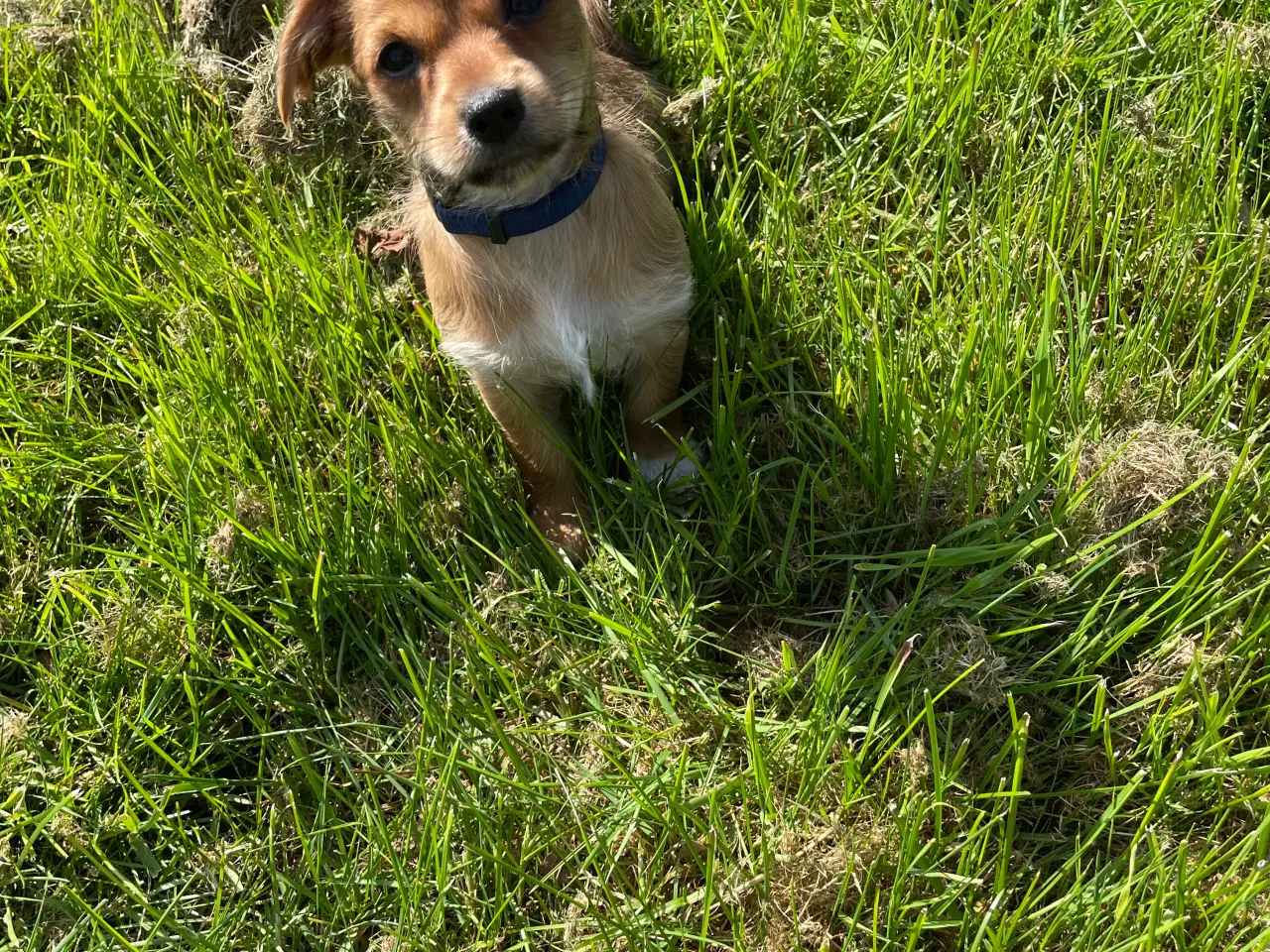 Billede 5 - Hundehvalpe 7 uger gamle få stk tilbage