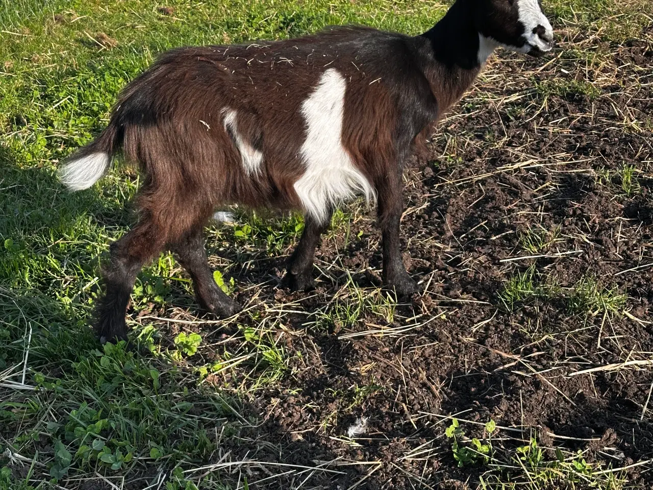 Billede 3 - Dansk landrace geder