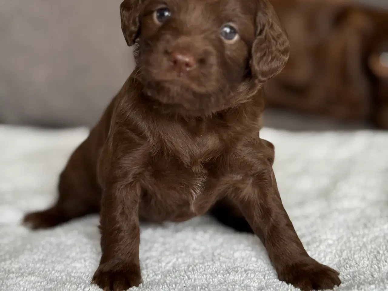 Billede 2 - 🐾 Smukke Cockapoo-hvalpe søger kærlige hjem 🏡